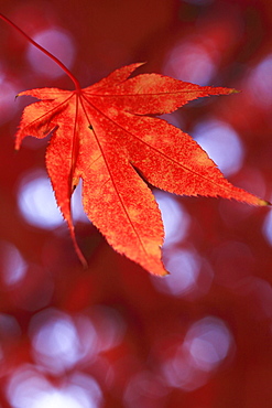 Faecher-Ahorn, Japanischer Ahorn, Acer palmatum, Zuercher Oberland, Zuerich, Schweiz