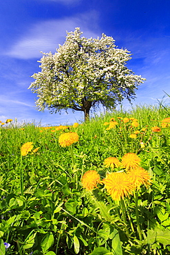 Bluehender Apfelbaum im Fruehling, Schweiz