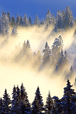 snow covered trees, winter forest, Switzerland