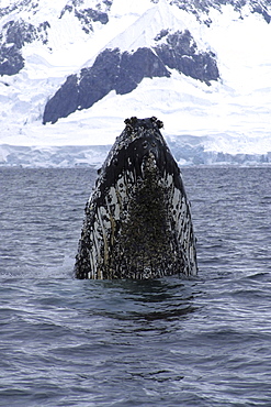 Humpback whale. Megaptera novaeangliae. Tail fluke. Wilhelmina bay, antarctica