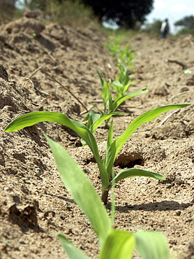 Zambia young maize plants. Lusaka