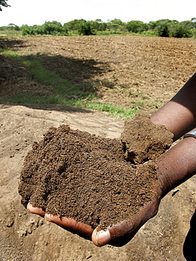 Zambia rich composted soil, kasisi