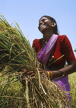 India - farming: woman harvesting rice, karnataka