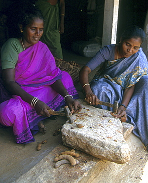 India - women - labour: tamarind processing plant. Women breaking open the pods. Tamil nadu