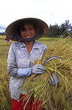 - farming harvesting rice