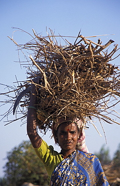 India woman carrying firewood, seegenahalli, kolar district, karnataka