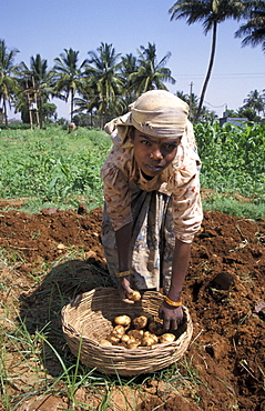 India harvesting potatoes, mulbaghal, karnataka