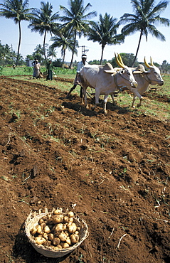 India harvesting potatoes, mulbaghal, karnataka