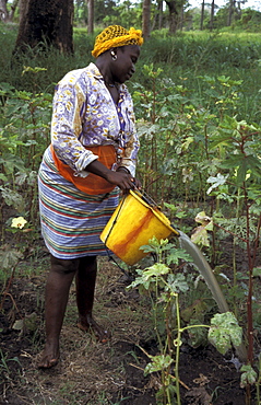 Gambia, a woman of kabekel village watering plants