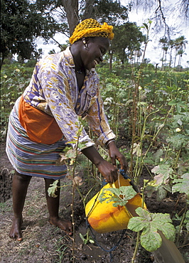 Gambia, a woman of kabekel village