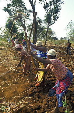 Kenya women cultivating fields