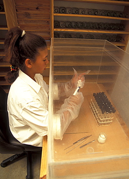 Dominican republic cloning plants in a sterile chamber, jarabacoa