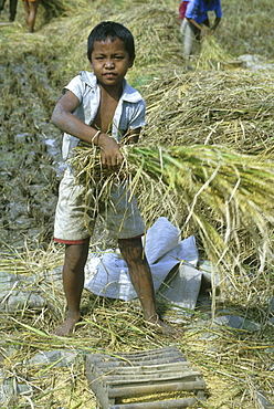 Boy helping to thresh in central, indonesia.