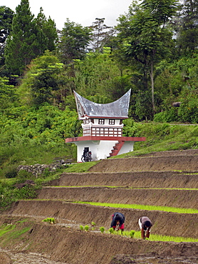 Indonesia villagers rice, batak house shaped grave in background, lake toba, sumatra 