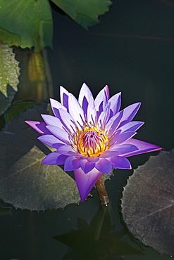 Myanmar lotus flower 