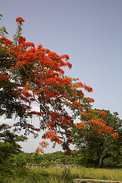 Jamaica. Flame tree, montego bay