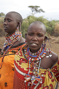 Kenya. Masai women getting ready to dance at their masai village within the amboseli national park