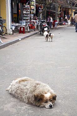 Vietnam dog of hoi an