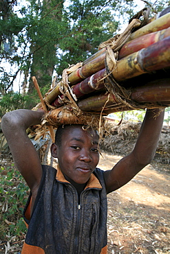 Burundi boy ccarrying sugar cane, gitera.