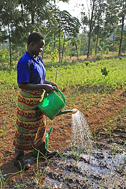 Burundi agakura, a youth agricultural project in gitera. Watering seedlings .