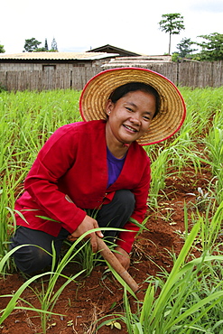 Thailand woman cultivating her corn field, chiang dao village, near chiang mai