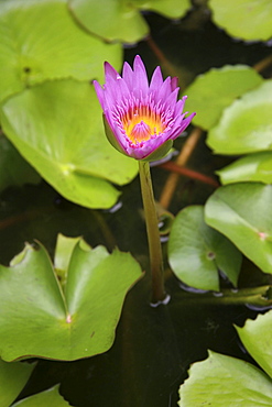 Thailand lotus flower