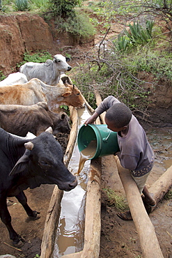 Tanzanian giving (muddy) water to cattle to drink in kansay