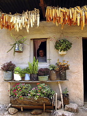 Honduras a farmhouse of marcala, with potted plants and corn cobs drying