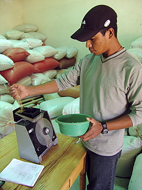 Honduras testing the humidity of coffee beans, la esperanza