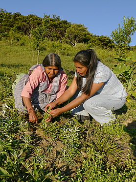 BOLIVIA Cultivating estevia which is a natural sweetener, good for diabetes, in Santa Fe, Caranavi