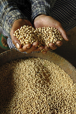 Cambodia w farmer holding soya beans, ready for planting. Toul village, kampong cham