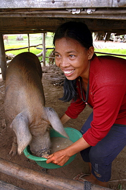 Cambodia woman feeding pig, kampong thom