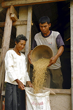 Cambodia woman taking rice from a community rice bank which was established to prevent food shortages during the dry season. Kampong thom