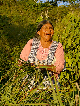 BOLIVIA Alejandra Roque, Gendra Colque and Domitila Apaza harvesting organic lemongrass in the hills above Santa Fe, near Caranavi