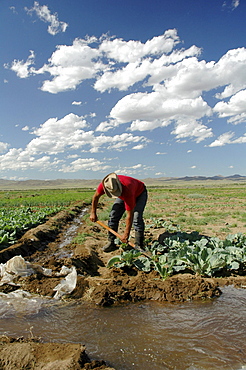 Mongolia growing vegetables using irrigation on a farm near ulaan baatar