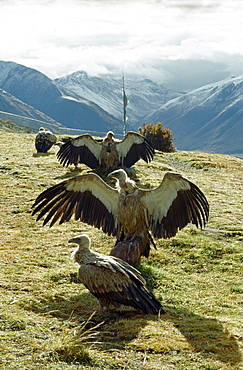 Vultures, drigung. bodies what we most attached to, says of monks. Thats offering ones body carries greatest merit. believe that should benefit other beings at every stage of ones life. After completion of powa ceremony, corpse is traditionally offered to great vultures lammergeiers that frequent charnel grounds. Vultures descend on flayed corpse. Offering bodies to birds is same as reciting mantras. It brings merit benefit to dead person as well as to family friends bring here. While cutting up corpse i to keep a pure compassionate mind. would feel if someone felt cutting up your body. -tomdenla. Tibet