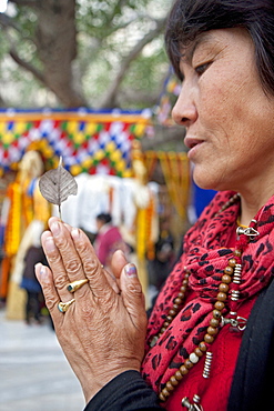 Bhutanese pilgrim holds leaf of bodhi tree as she meditates. It is believed that gautam buddha attained unsurpassed, supreme enlightenment under the bodhi tree in bodhgaya. Kalachakra initiation in bodhgaya, india  