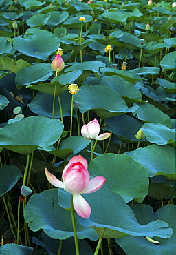 India. Lotus. When finally your life forces disintegrate, watch elements of body dissolve, then, like remeeting an friend, eagerly greet clear light of death.,seventh dalai lama, advice to an abboto