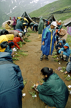 Dharmalshalla students from mezakhang (traditional tibetan school of medicine) picking plants as a practical exercise their class dealing with taxanomy of plants. Rhotang pass, manali, india