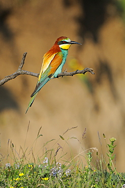 European Bee-eater (Merops apiaster) perched on twig, Bulgaria