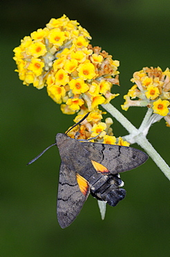 Hummingbird hawkmoth (macroglossum stellartarum) adult moth resting on buddleia flower, oxfordshire, uk  