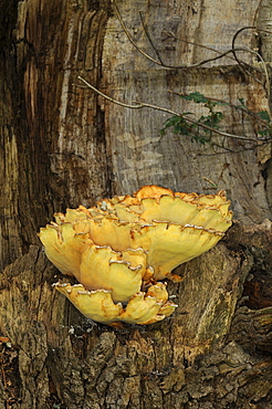 Chicken of the woods or sulphur shelf fungus (polyporous sulphureus) oxfordshire, uk  