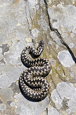 Adder (vipera berus) curled up on rock, view from above, peak district, uk