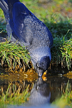 Jackdaw (corvus monedula) drinking water from pond, oxfordshire, uk  