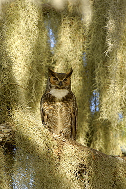 Great horned owl (bubo virginianus) florida, usa, perched.