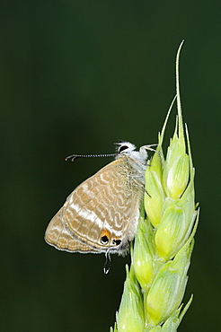 Long-tailed blue butterfly (lampides boeticus) adult at rest on grass stem, captive bred, europe  