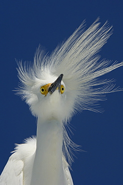 Snowy egret (egretta thula) florida, usa, portrait against blue sky.