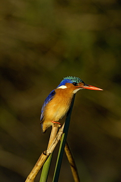 Malachite kingfisher (alcedo cristata) shire river, malawi, perched on reed.