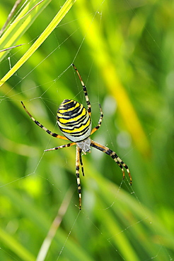 Wasp Spider (Argiope bruennichi) in web amongst grass, Barnes, UK