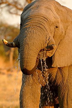 African elephants. Loxodonta africana. Drinking. Kwai, botswana